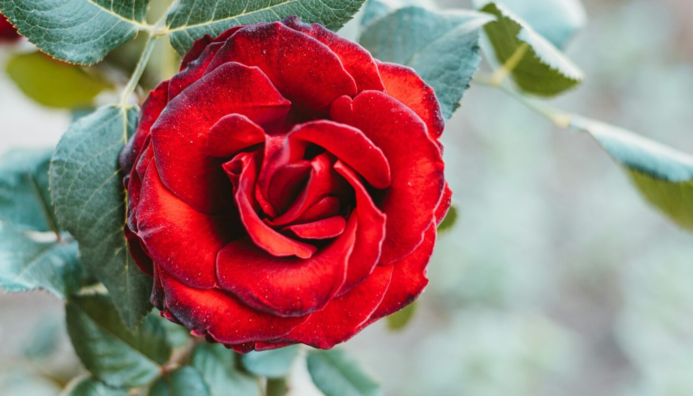 En smuk rose fra Amager Blomster