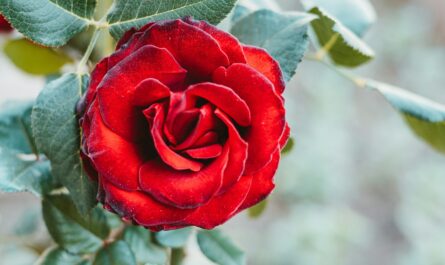 En smuk rose fra Amager Blomster